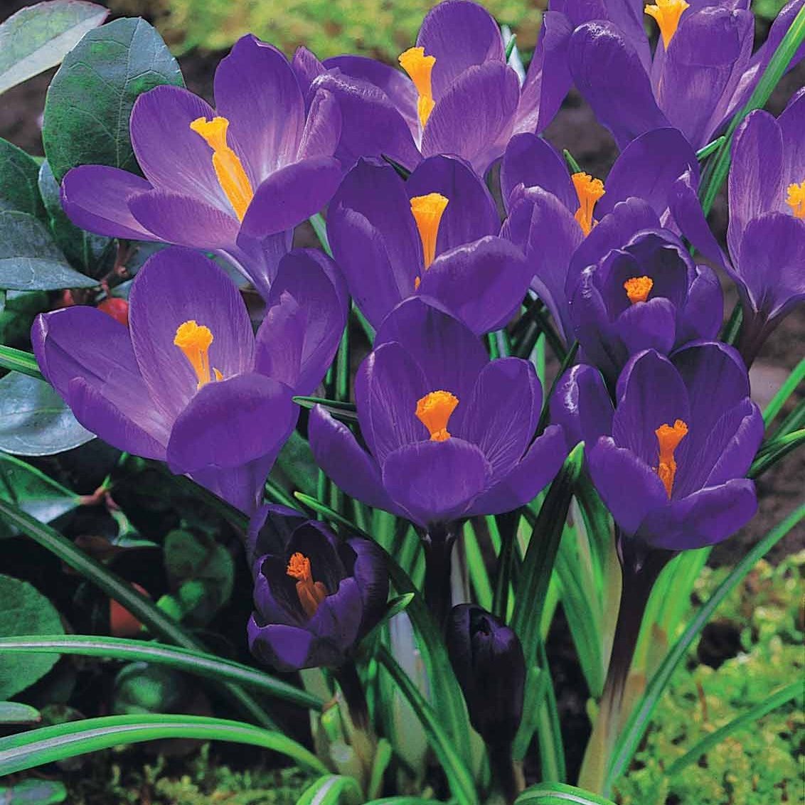 Bakker Crocus mélange blanc violet jaune bulbe lot 60