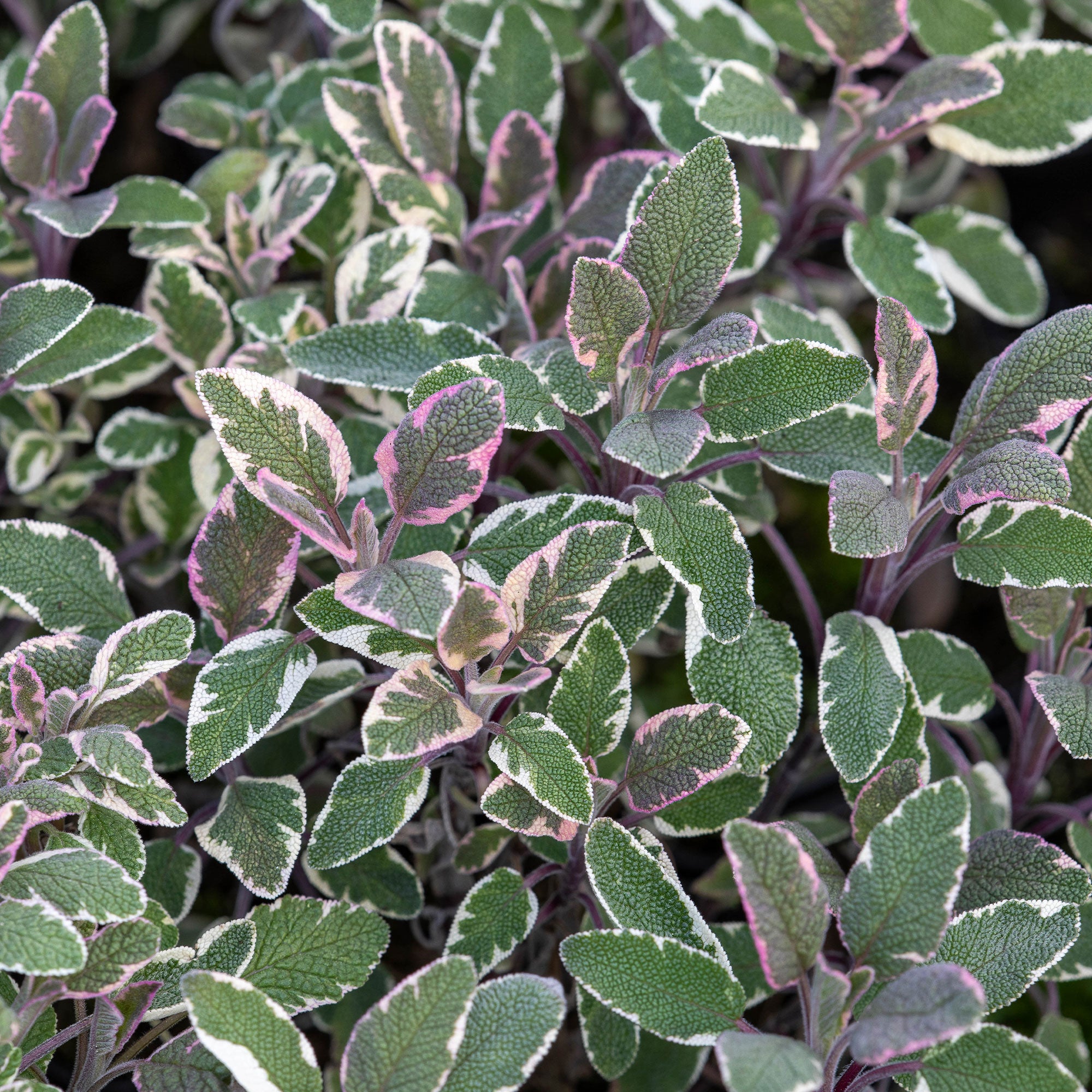 Bakker Sauge officinale Tricolor aromatique pot Ø9cm panaché
