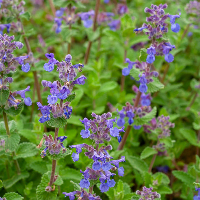 Bakker Nepeta mussinii vivace pot 9cm violet