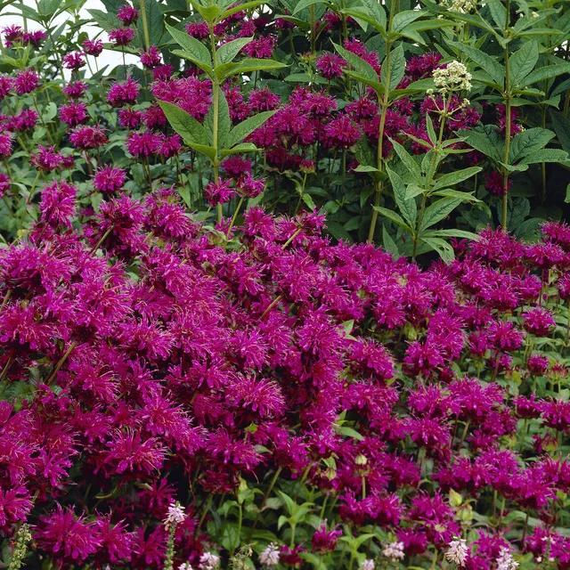 Bakker Scorpion monarde vivace pot 9cm fuchsia