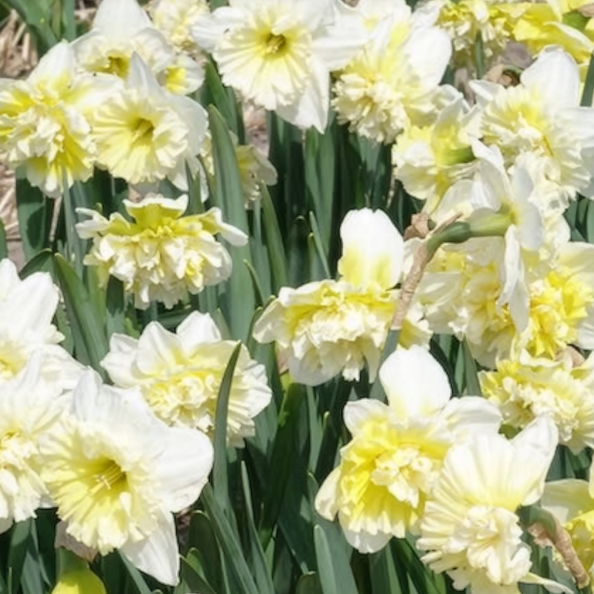 Bakker Bulbes 5 Narcisses Ice King bulbes jaune sachet 5