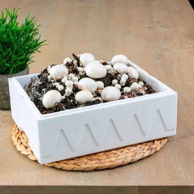 Bakker Potager Kit champignon blanc de Paris 7,5L comestible