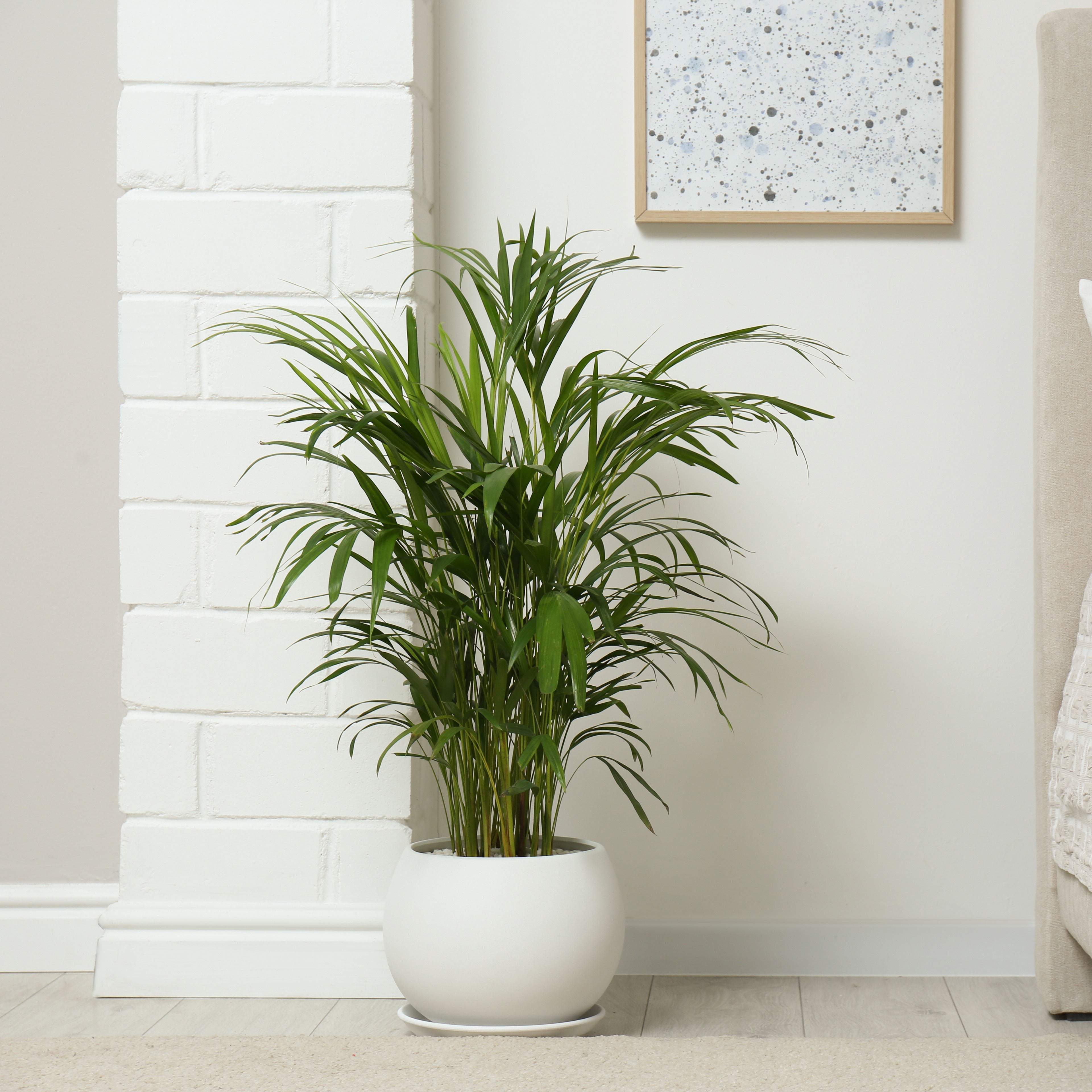 Bakker Areca palmier d'intérieur vert pot Ø12cm 25-35cm