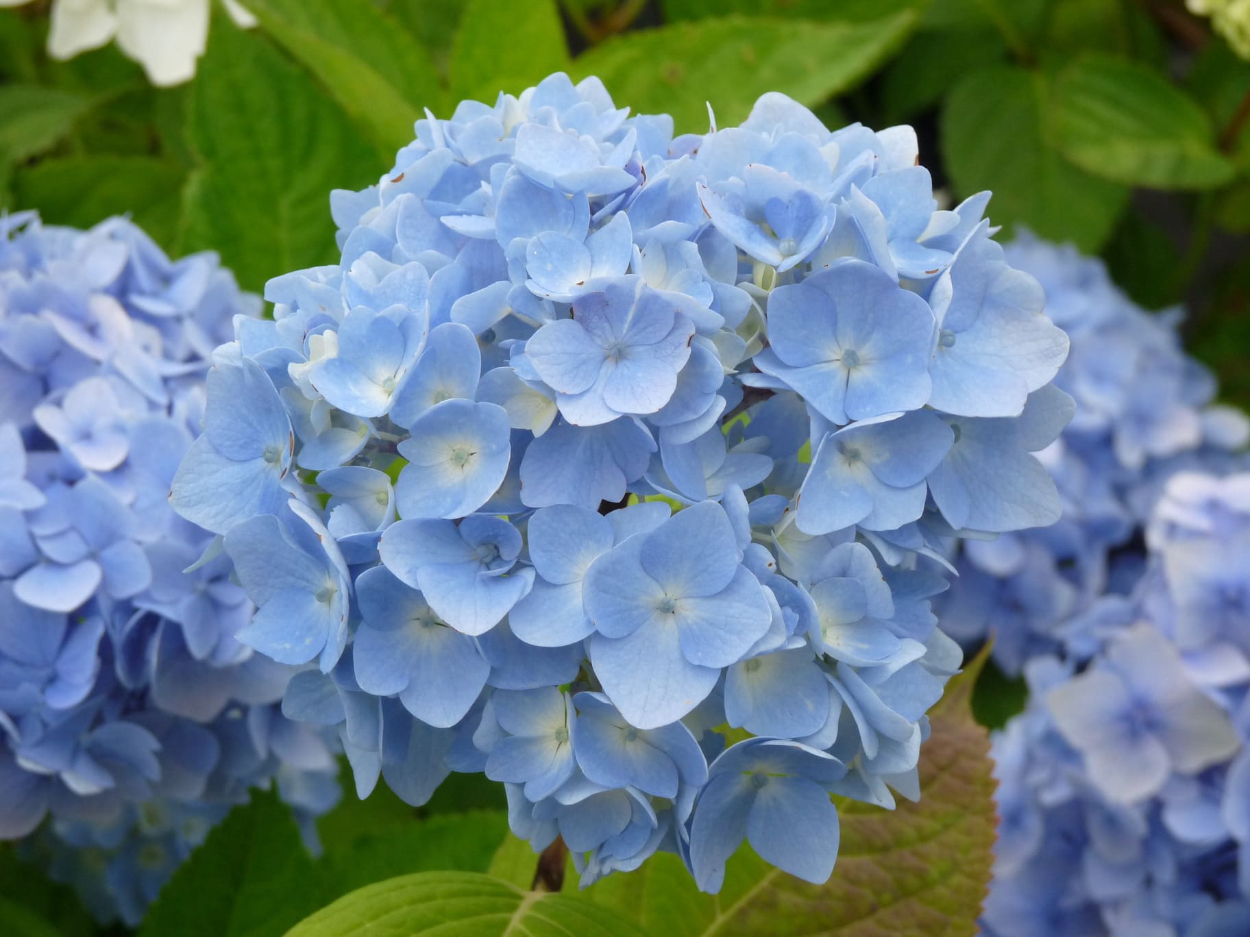 Les Hortensias du Haut Bois Hydrangea macrophylla Kluis Sensation hortensia rose