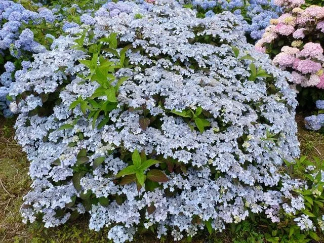 Les Hortensias du Haut Bois Blue Deckle hortensia serrata fleurs plates