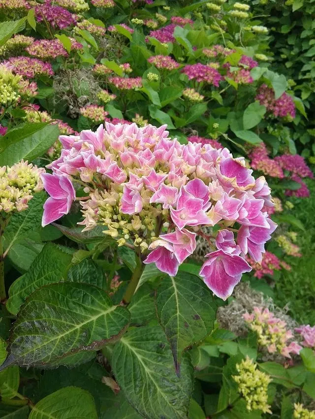 Les Hortensias du Haut Bois Harlequin hortensia fleurs rondes godet