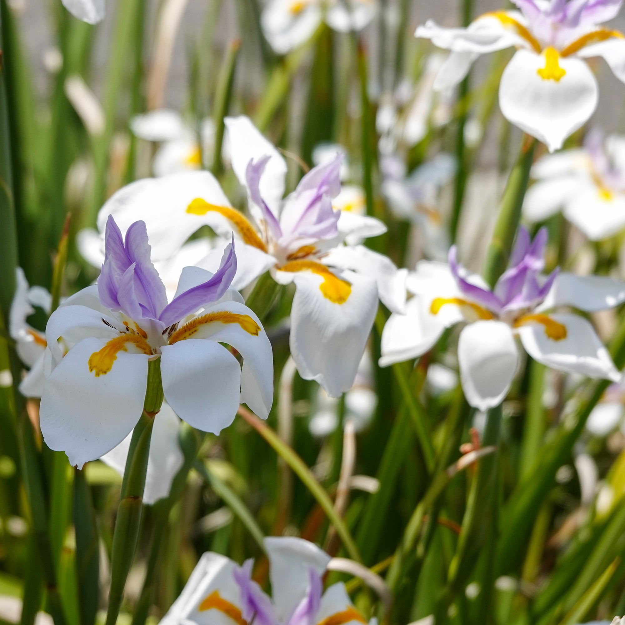 Bakker Dietes grandes fleurs vivace pot Ø9cm blanc