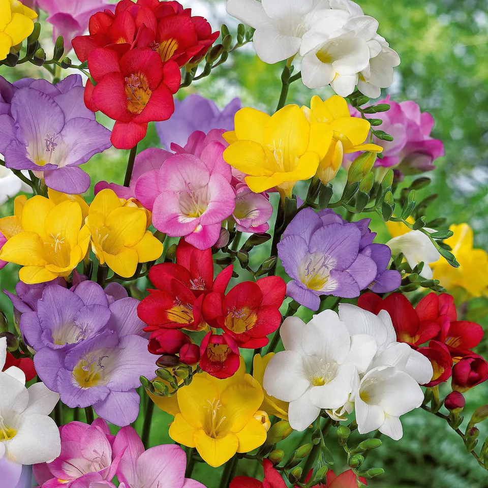 Bakker Freesias simples en mélange bulbes 25 parfumés
