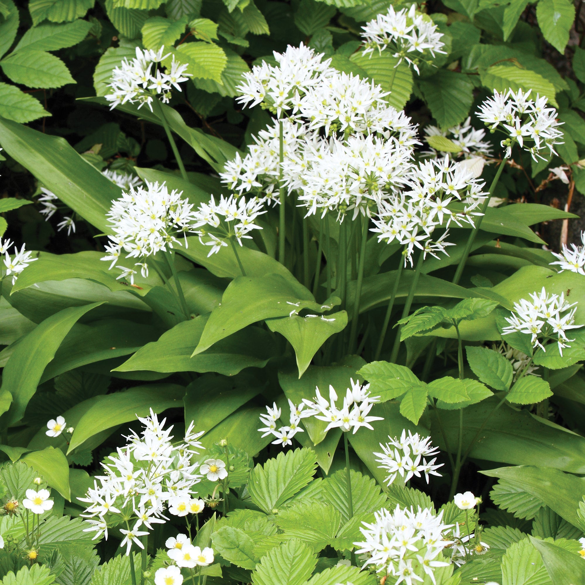 Bakker Ail des Ours plante potagère plant 13cm feuilles fraîches