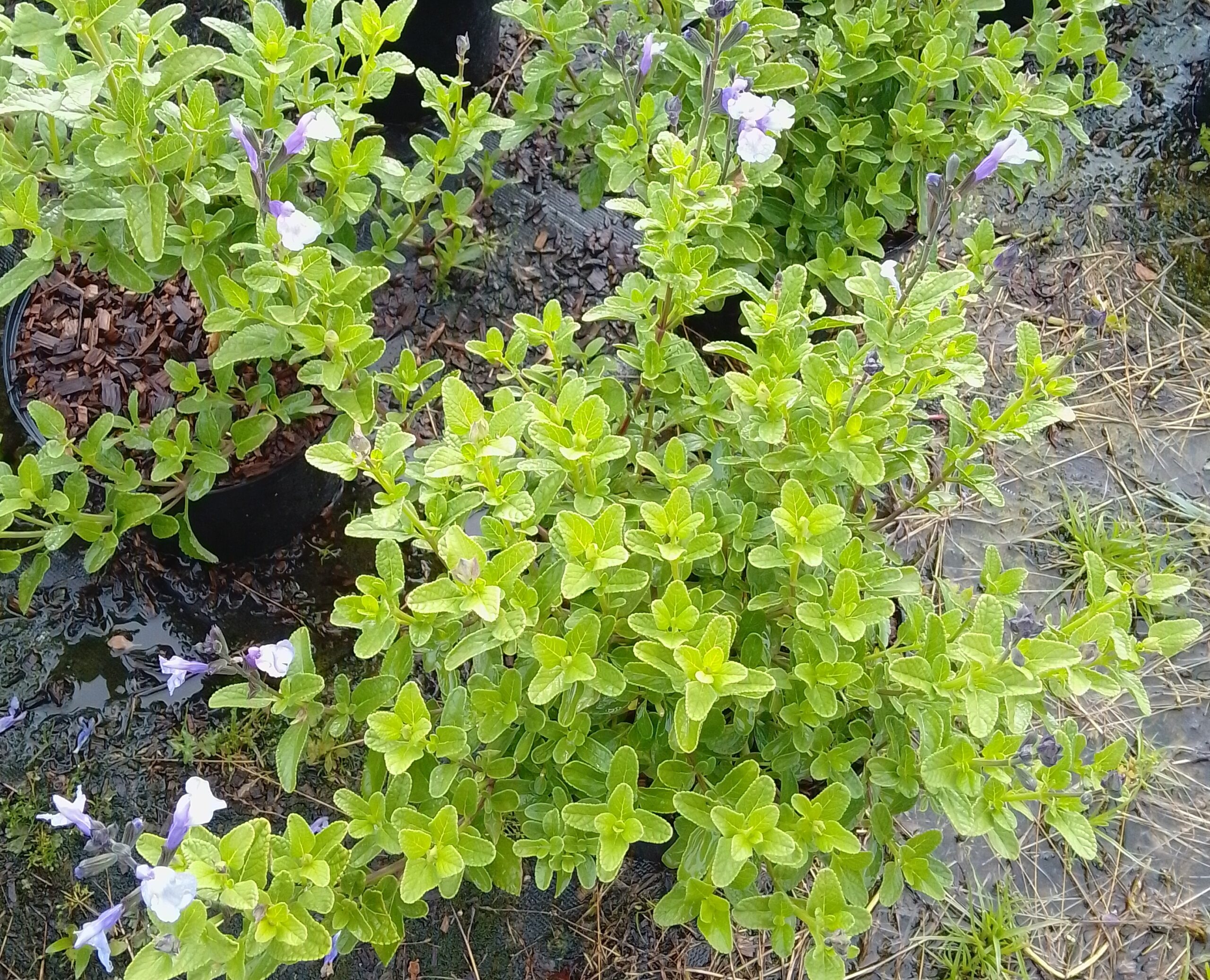 Pépinières Ripoche Salvia So Cool Pale Blue vivace bleue
