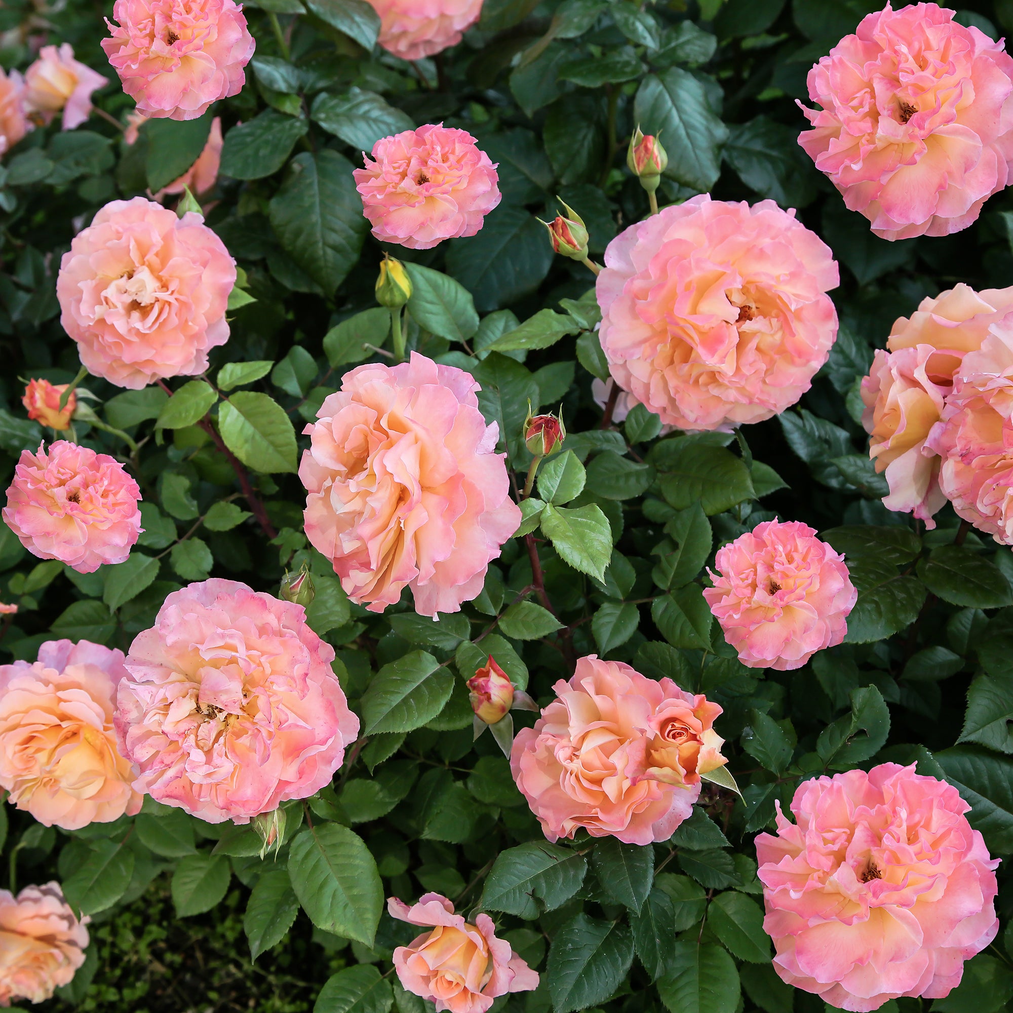 Bakker Rosiers Augusta Louise rosier racine nue saumon