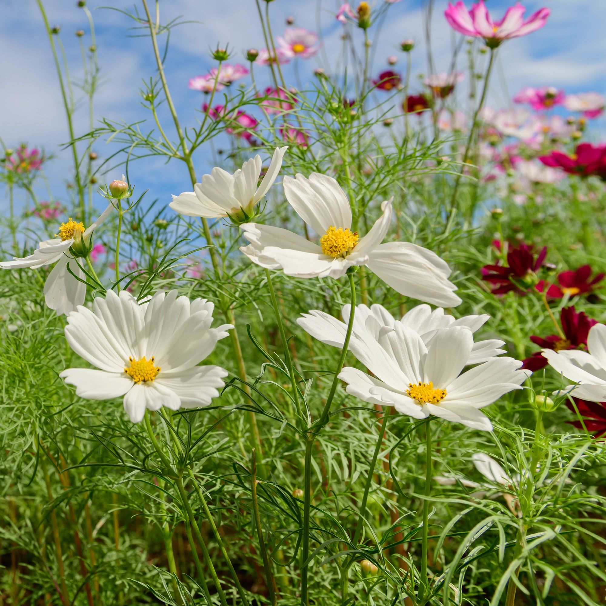 Bakker Cosmos blanc plante fleurie Ø 10,5cm