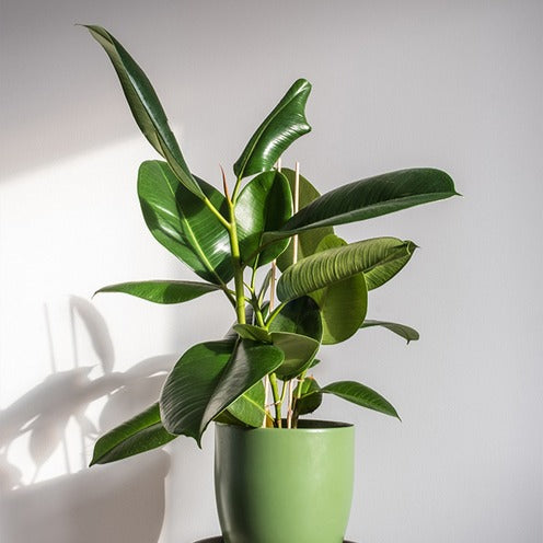 Bakker Caoutchouc Robusta ficus pot Ø17cm feuillage vert brillant