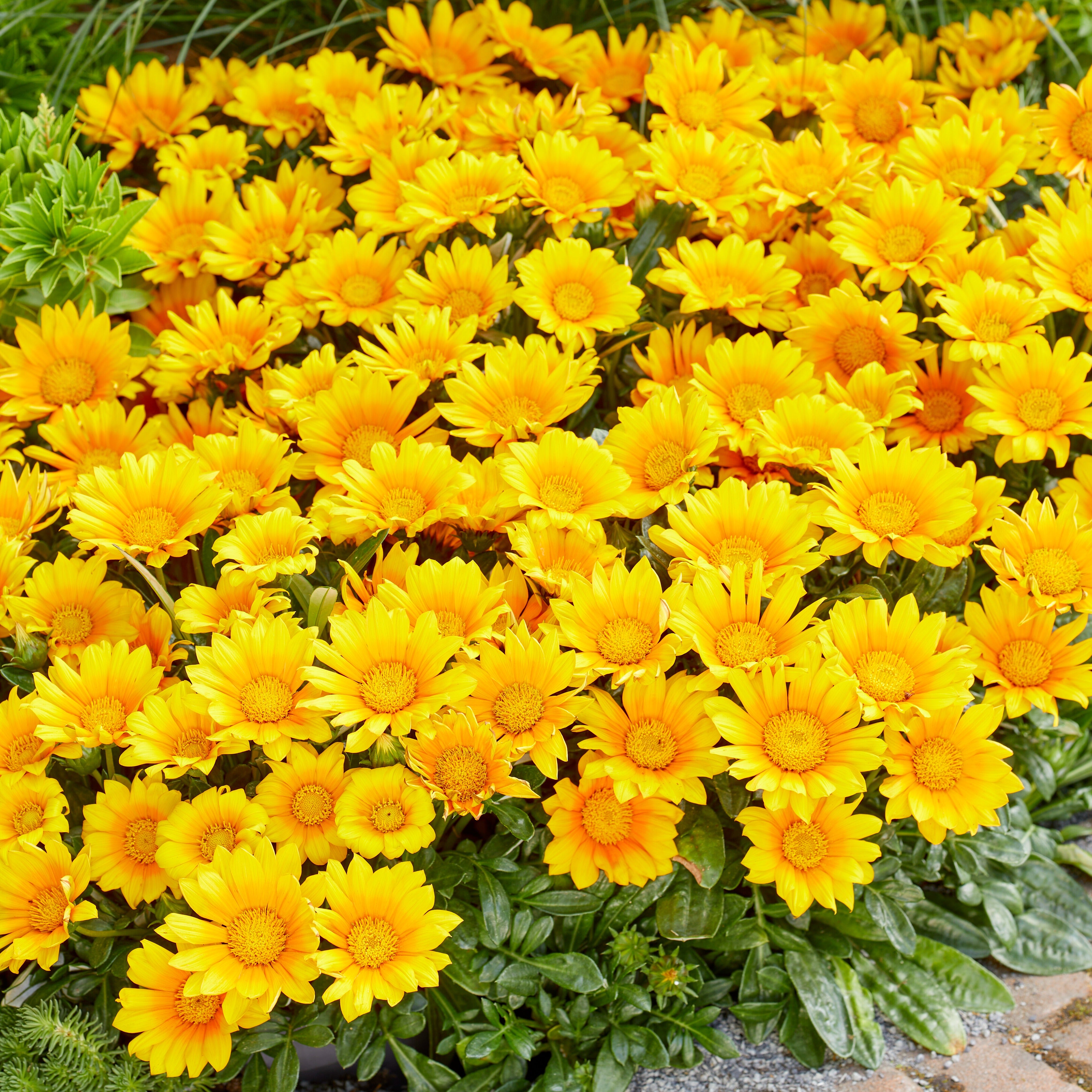 Bakker Gazania Suncarpet fleur jaune soleil pot 10,5cm