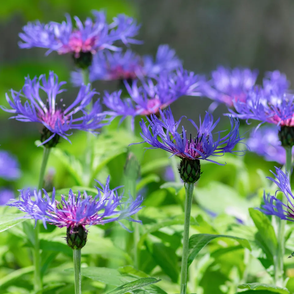 Bakker Centaurée des montagnes vivace pot 8cm bleue