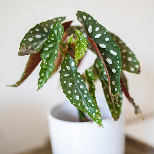 Bakker Maculata bégonia sur tige pot Ø14cm à pois