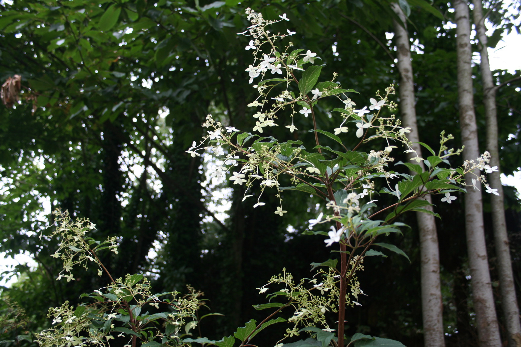 Les Hortensias du Haut Bois Taïwan Form hortensia sur tige