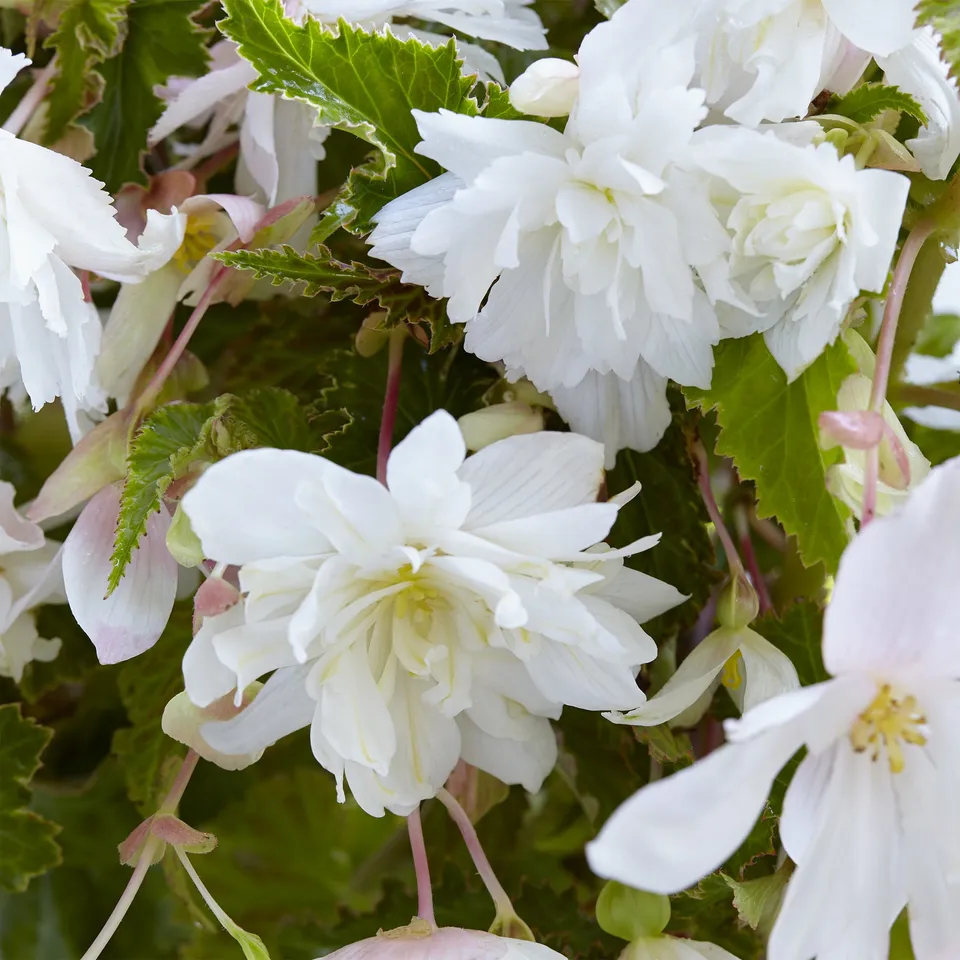 Bakker Bulbes à fleurs Bégonias retombants blancs 5 bulbes