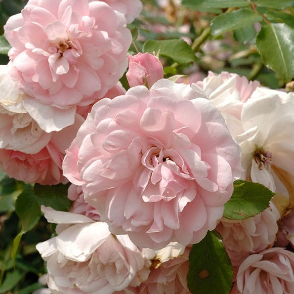 Bakker Rosier Bonica 82 arbuste racine nue 3+ branches rose