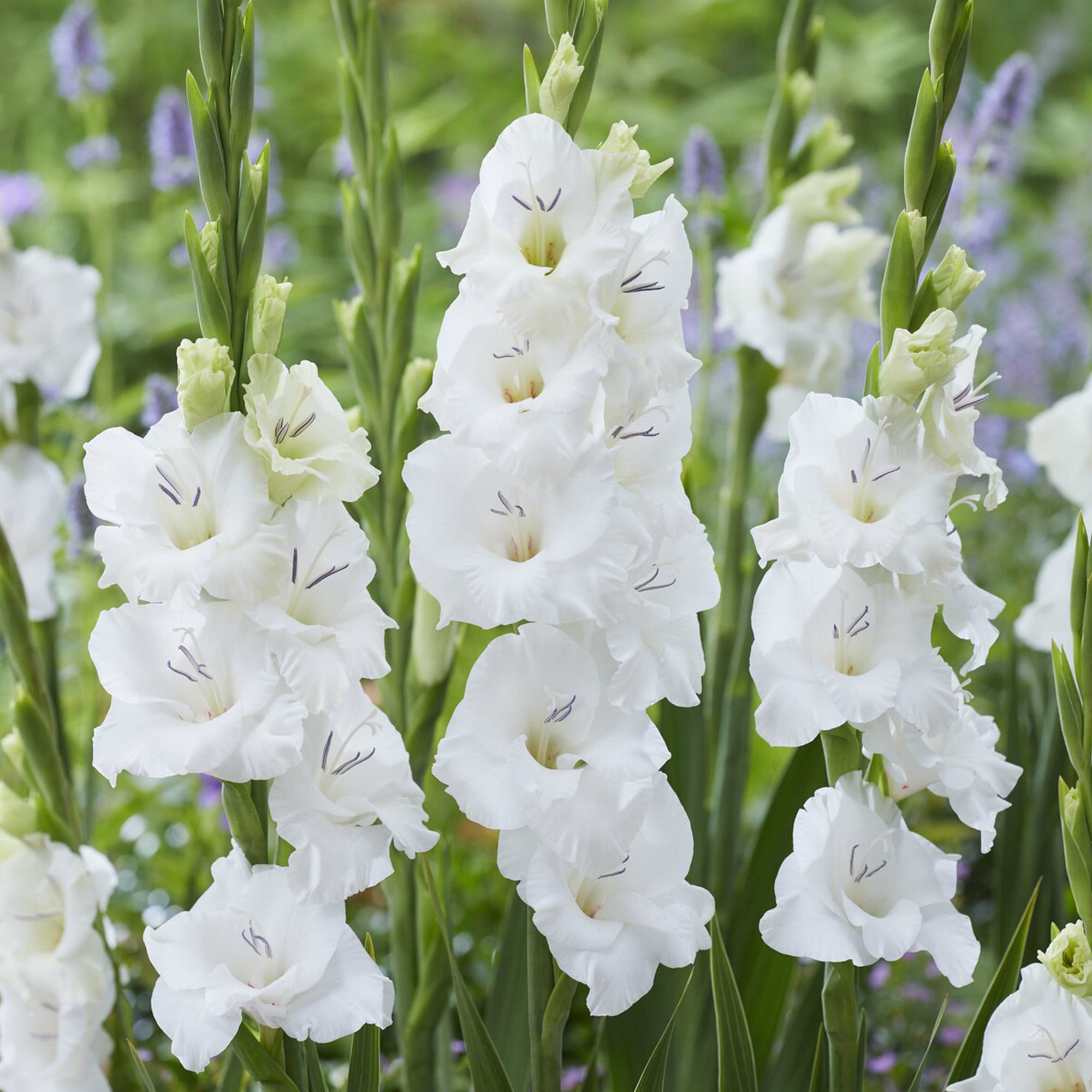Bakker Bulbes Glaïeuls Blondy sachet 25 bulbes fleur blanche