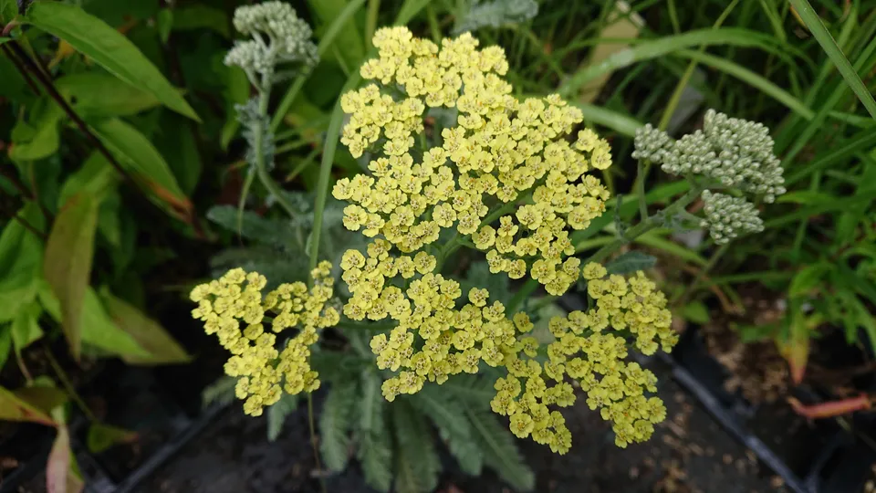 Passion Vivaces Achillea Anthea plante vivace jaune crème