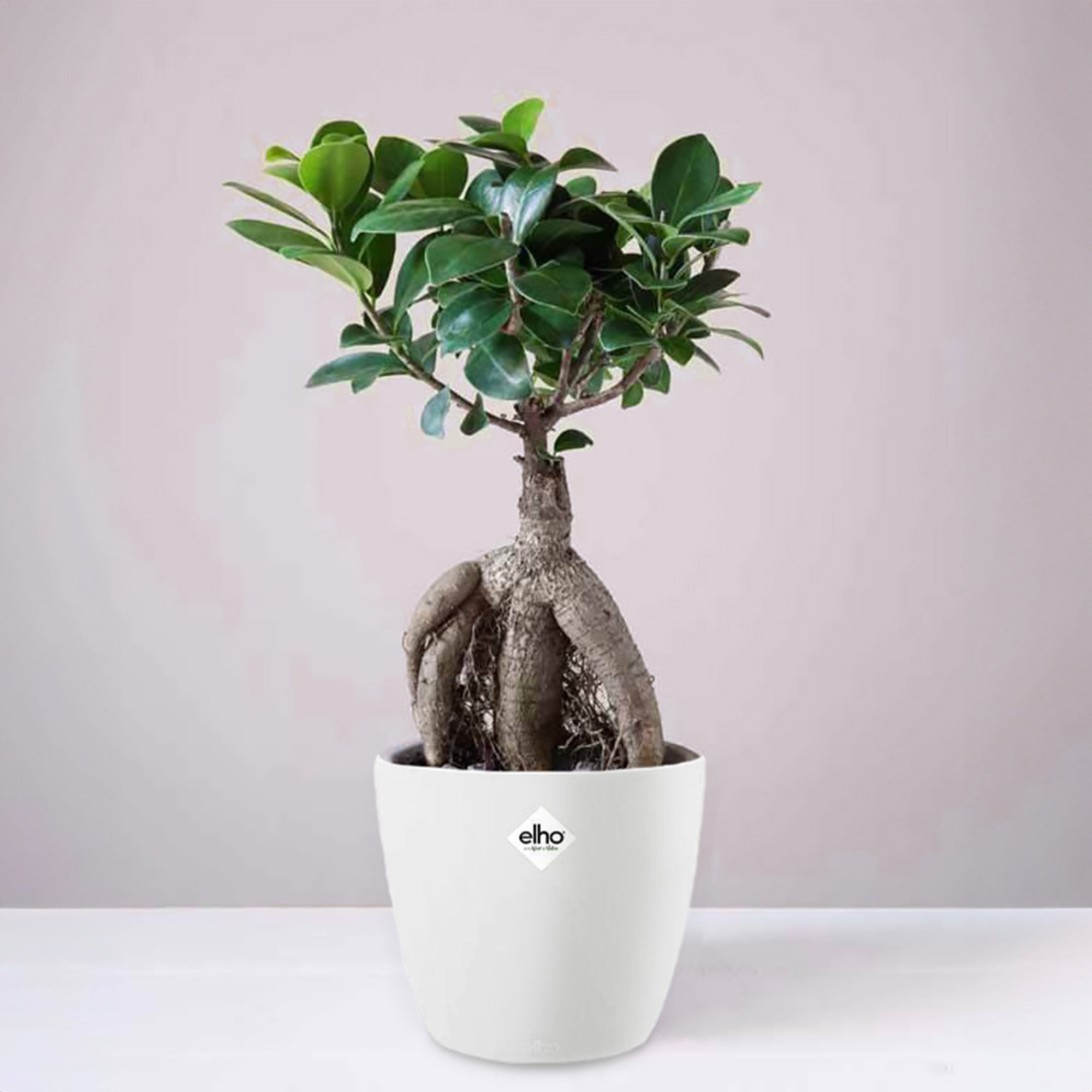 Bakker Ficus Ginseng bonsaï plante d'intérieur 2 pots Ø12 cm
