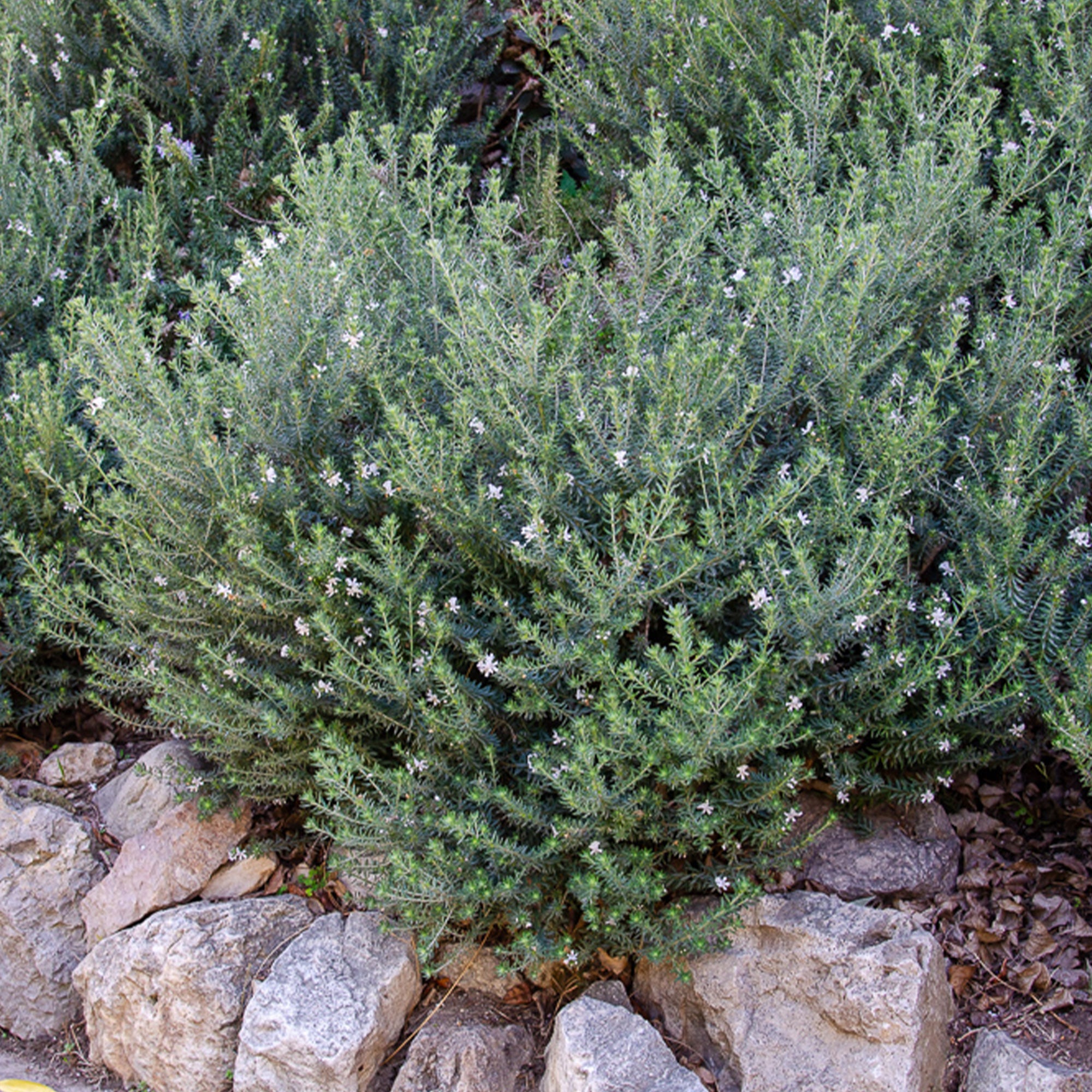 Bakker Romarin d'Australie arbuste pot 9cm persistant