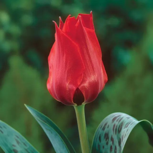 Bakker Tulipe Jules César bulbes rouges sachet 10 bulbes