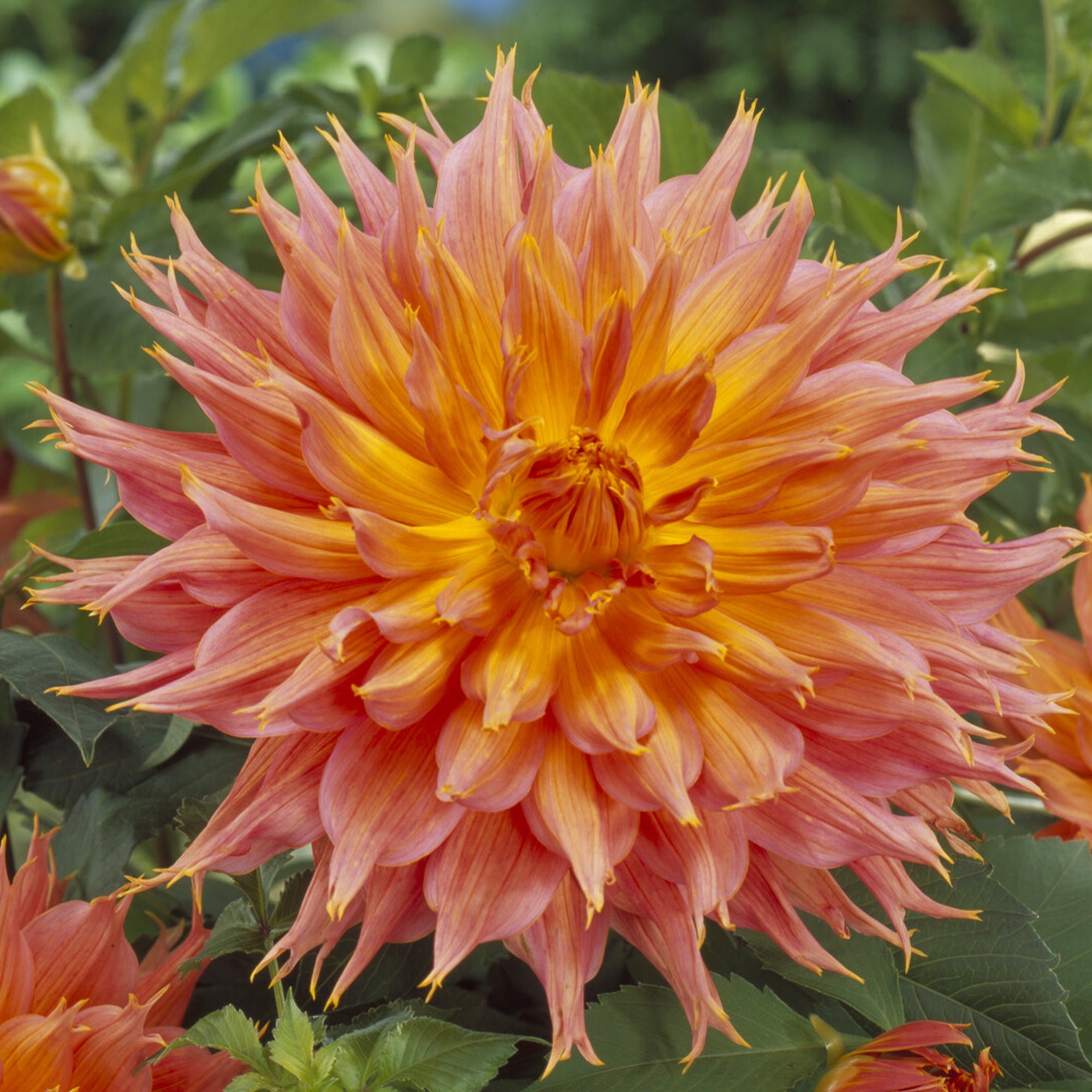 Bakker Dahlia Cactus Omega bulbe orange calibre I sachet 1