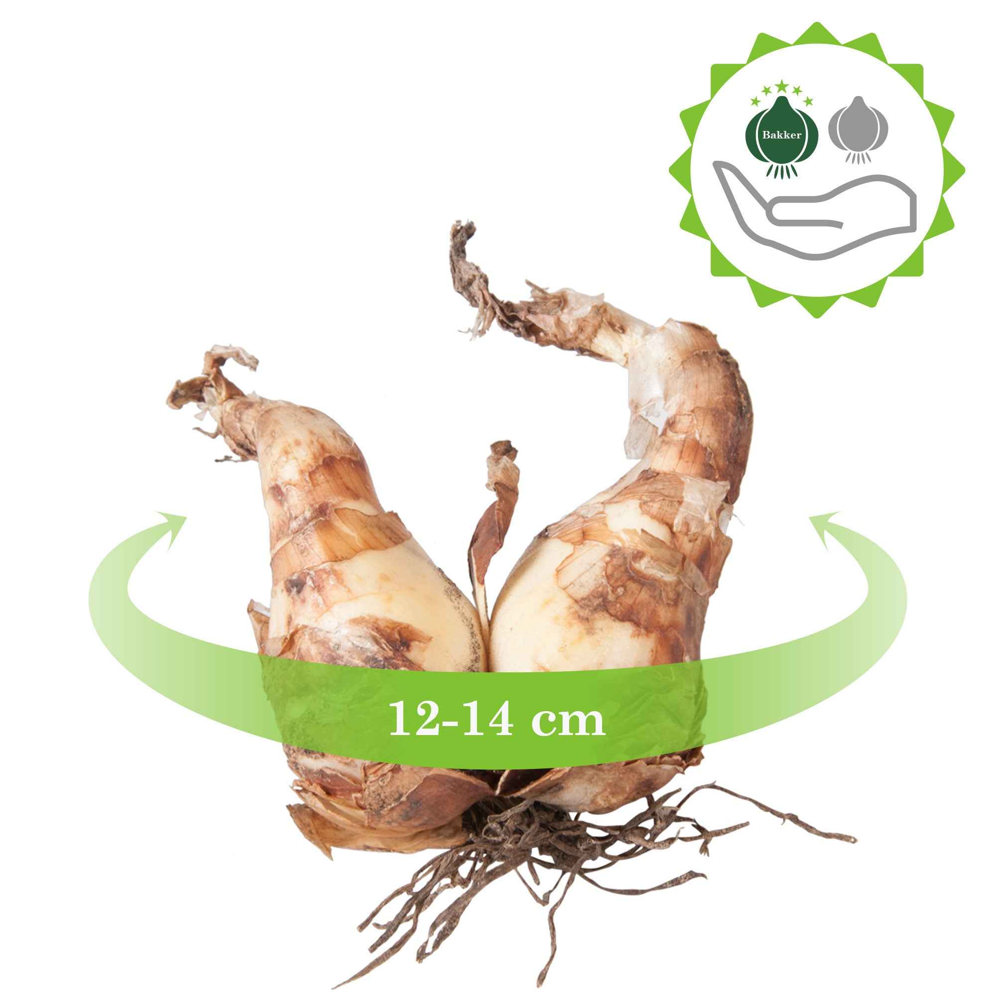 Bakker Bulbes à fleurs Narcisses Recurvus 10 bulbes parfumé