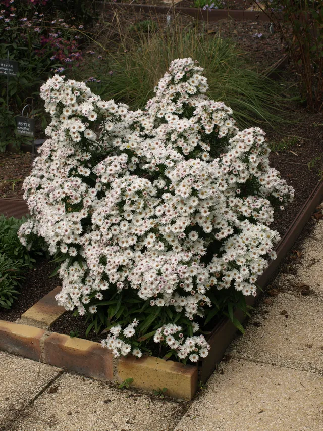 Passion Vivaces Aster Girasol aster godet blanc pur 30 mm