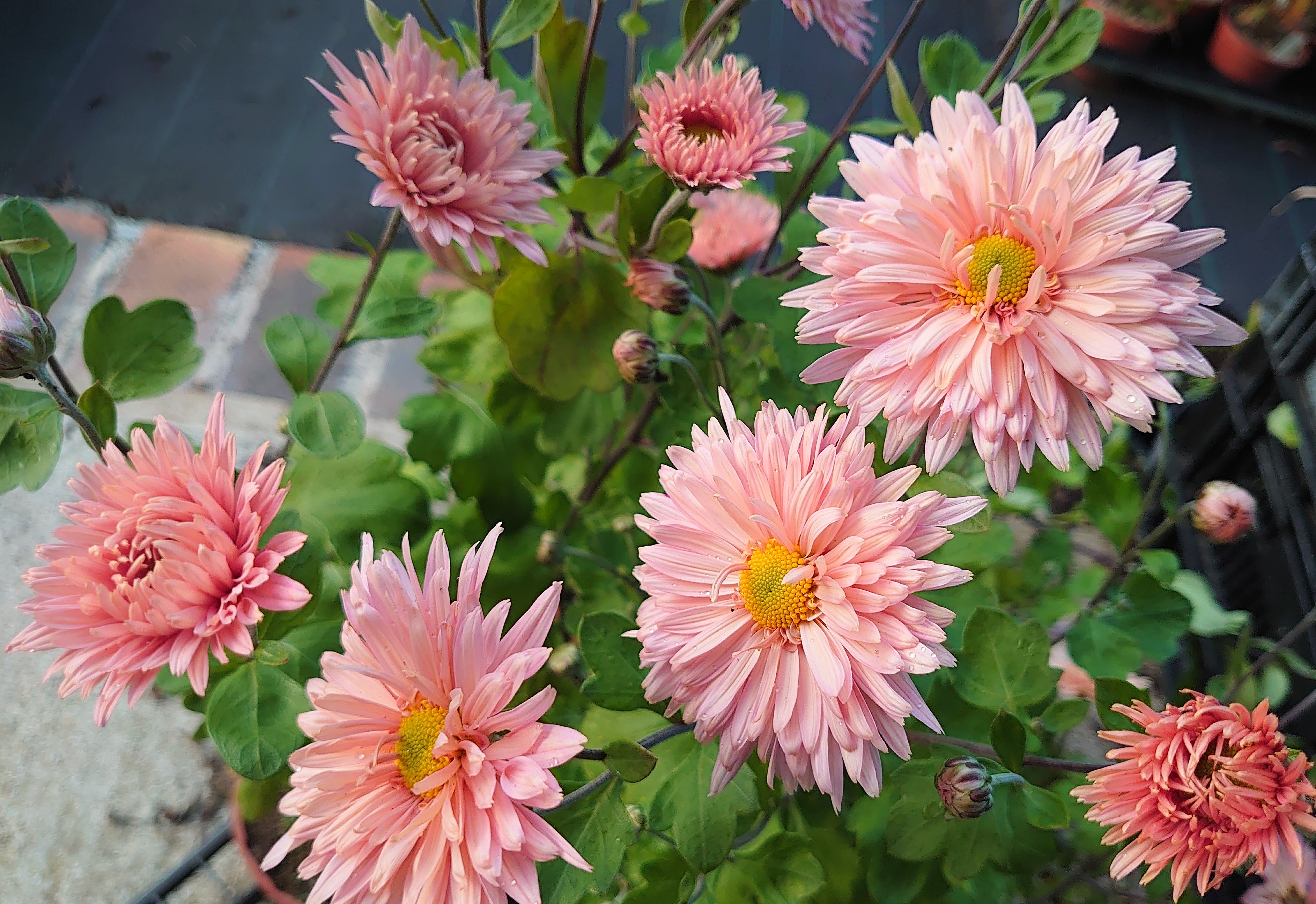 Passion Vivaces chrysanthème Esther plante vivace pot 1L rose abricot