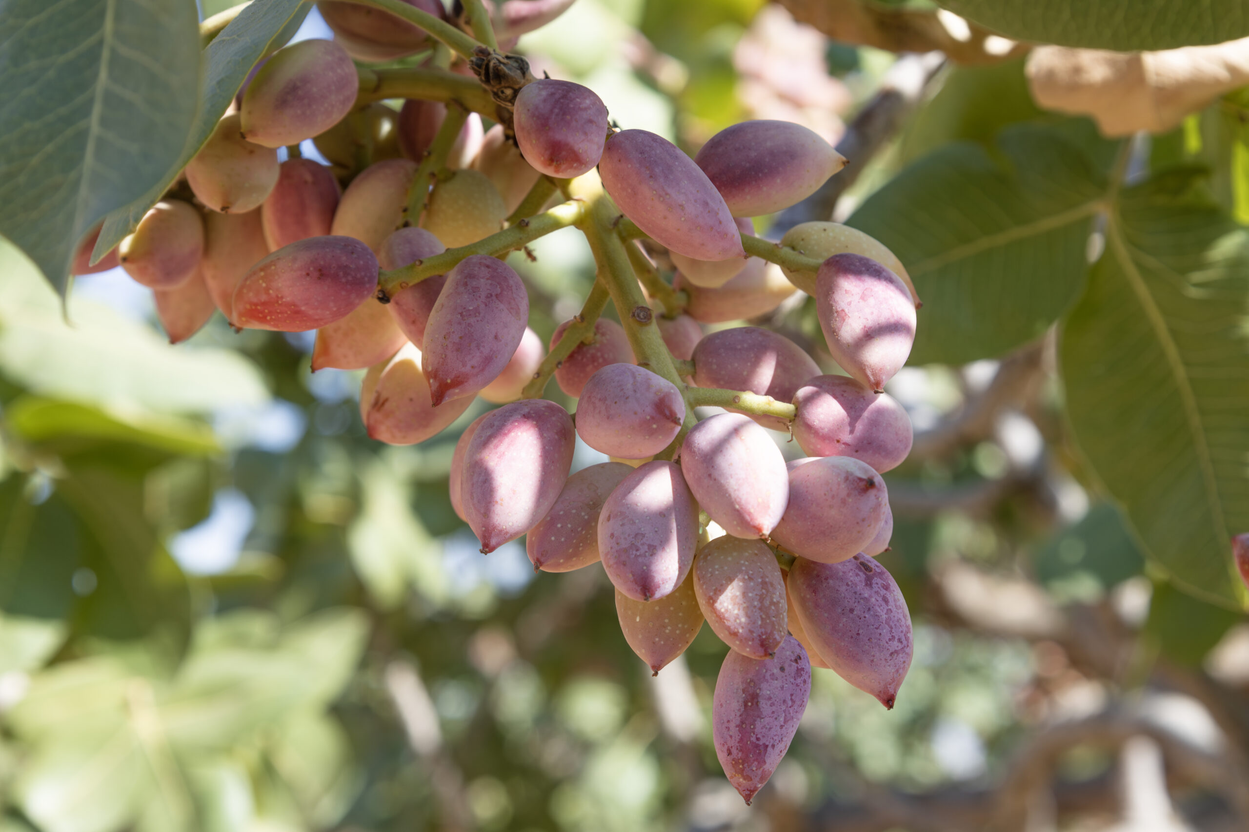 Pépinières Ripoche Pistacia vera Kerman fruitier pistachier femelle
