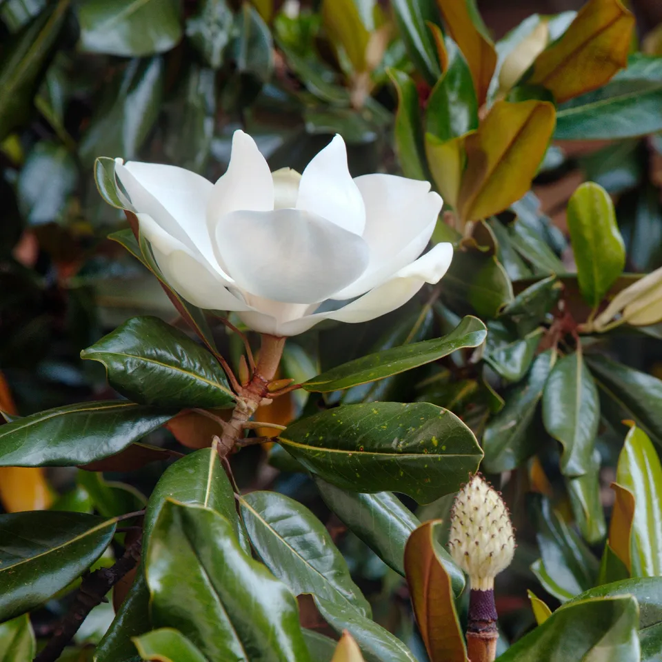 Bakker Magnolia Little Gem arbuste pot Ø 9cm fleurs blanches
