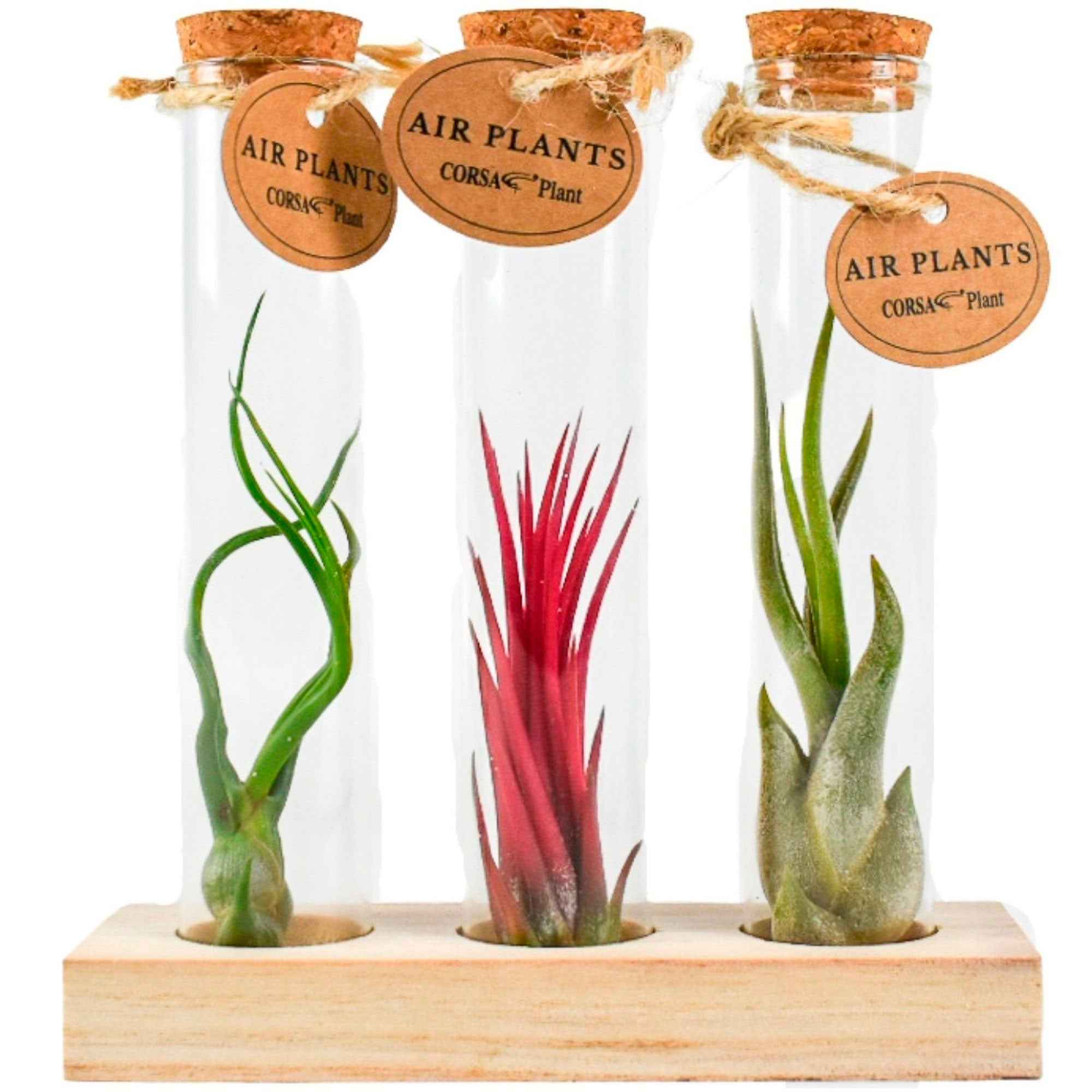 Bakker Tillandsias tubes verre kit plante aérienne