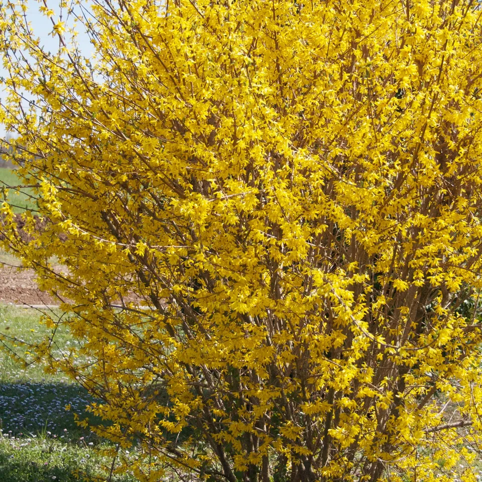 Bakker Marée d'Or forsythia jaune pot 3L 30-40cm