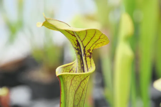 Carniflore Sarracenia popei x flava plante carnivore tache rouge