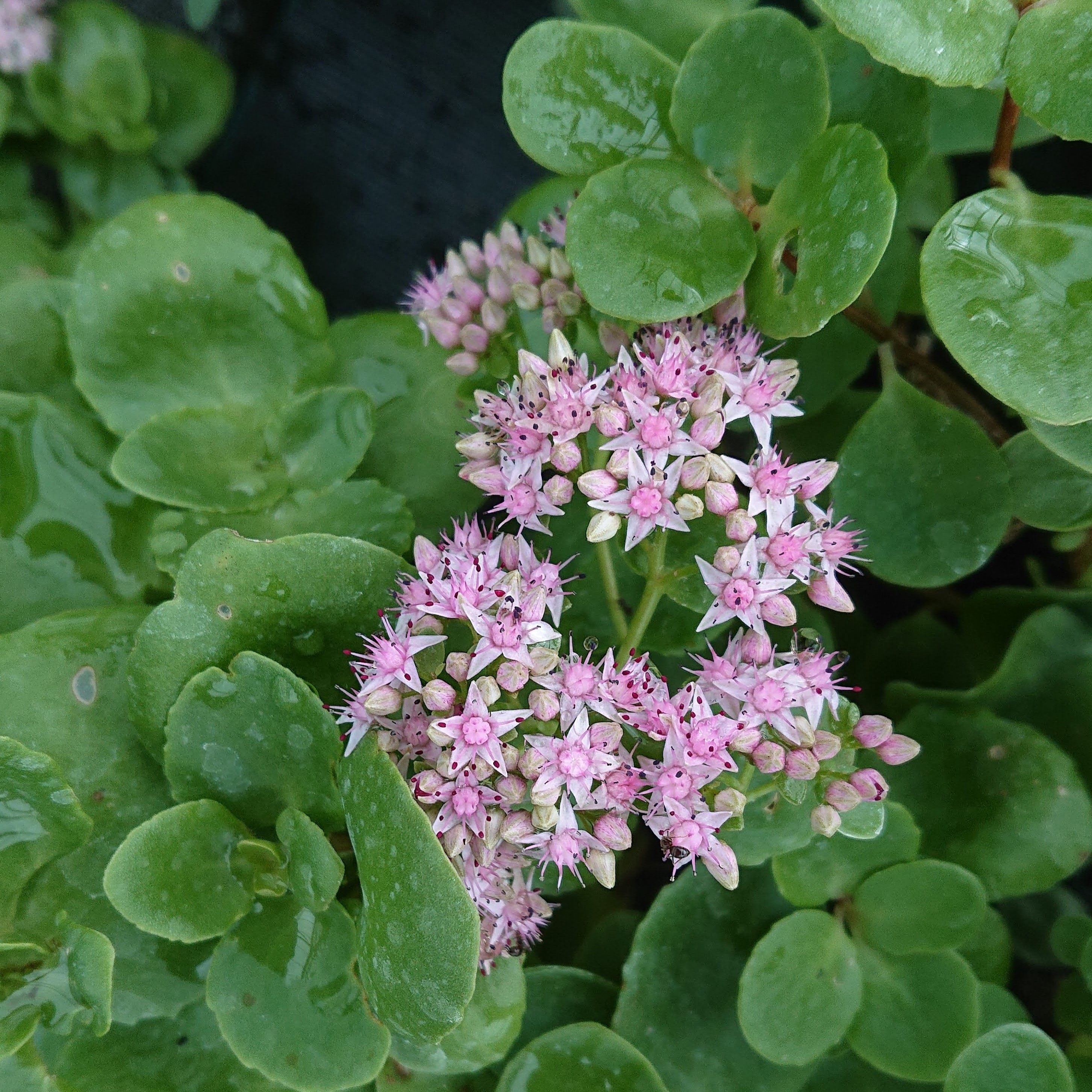 Passion Vivaces Sedum populifolium Thua plante pot 1 litre rose