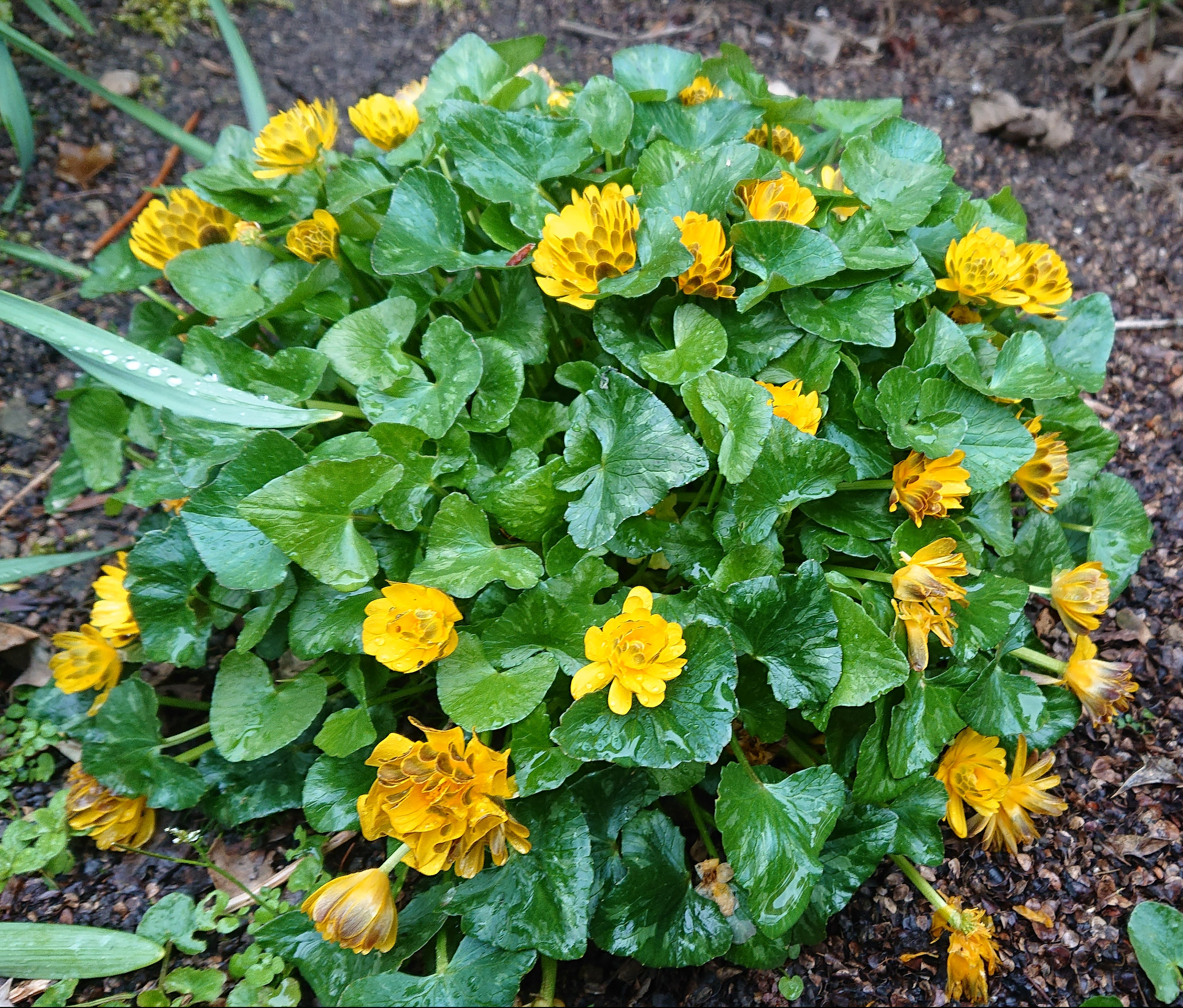 Passion Vivaces Ranunculus Double Bronze plante vivace godet jaune
