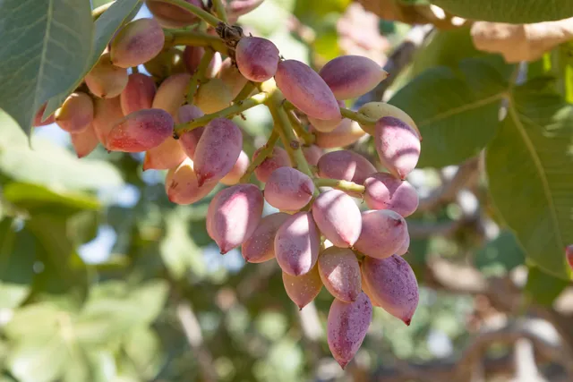 Pépinières Ripoche Pistacia vera Kerman fruitier pistachier femelle