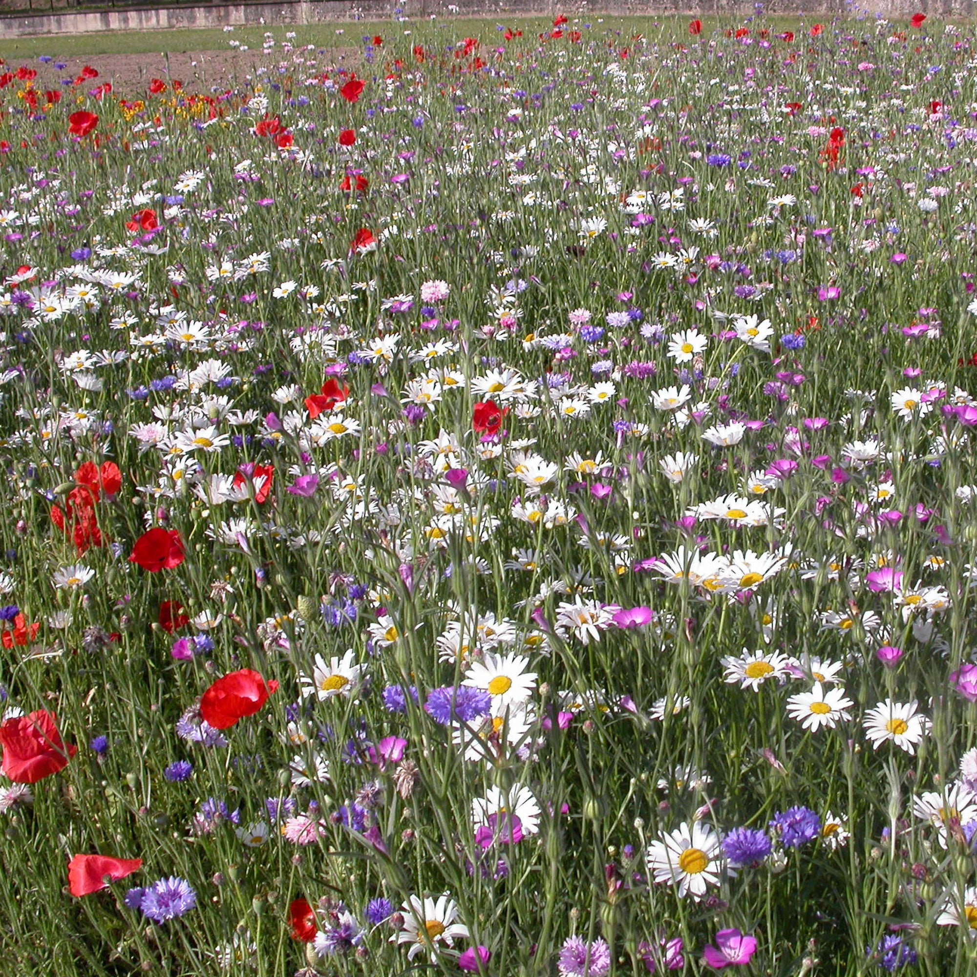 Bakker Fleurs des champs mélange graines 3g 6m²