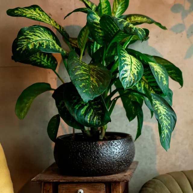 Bakker Dieffenbachia Tropic Snow plante pot Ø17cm 50-60cm