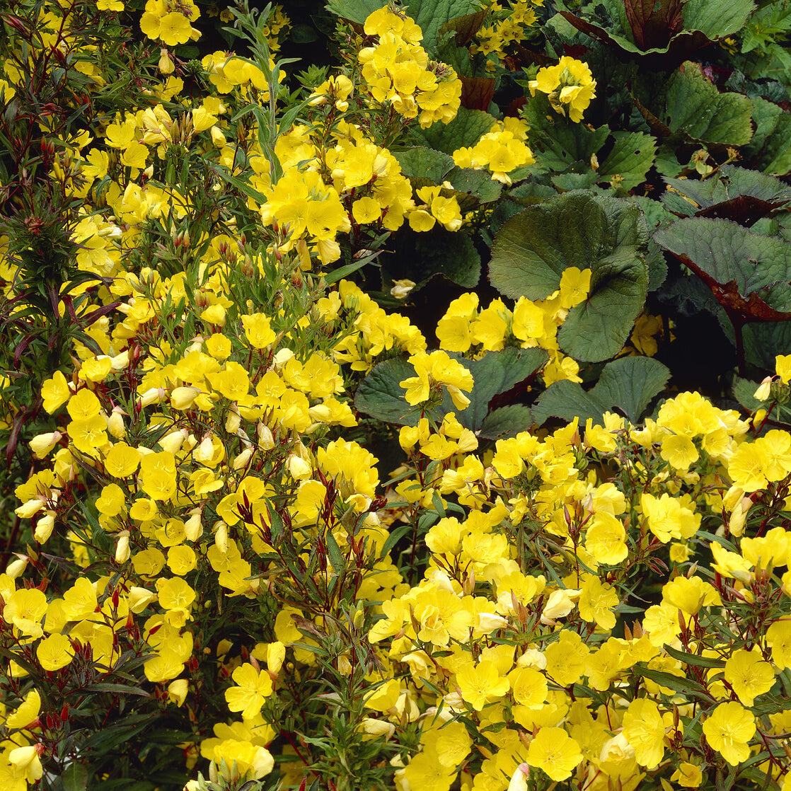 Bakker Oenothère Sonnenwende onagre fleur jaune pot Ø 9cm