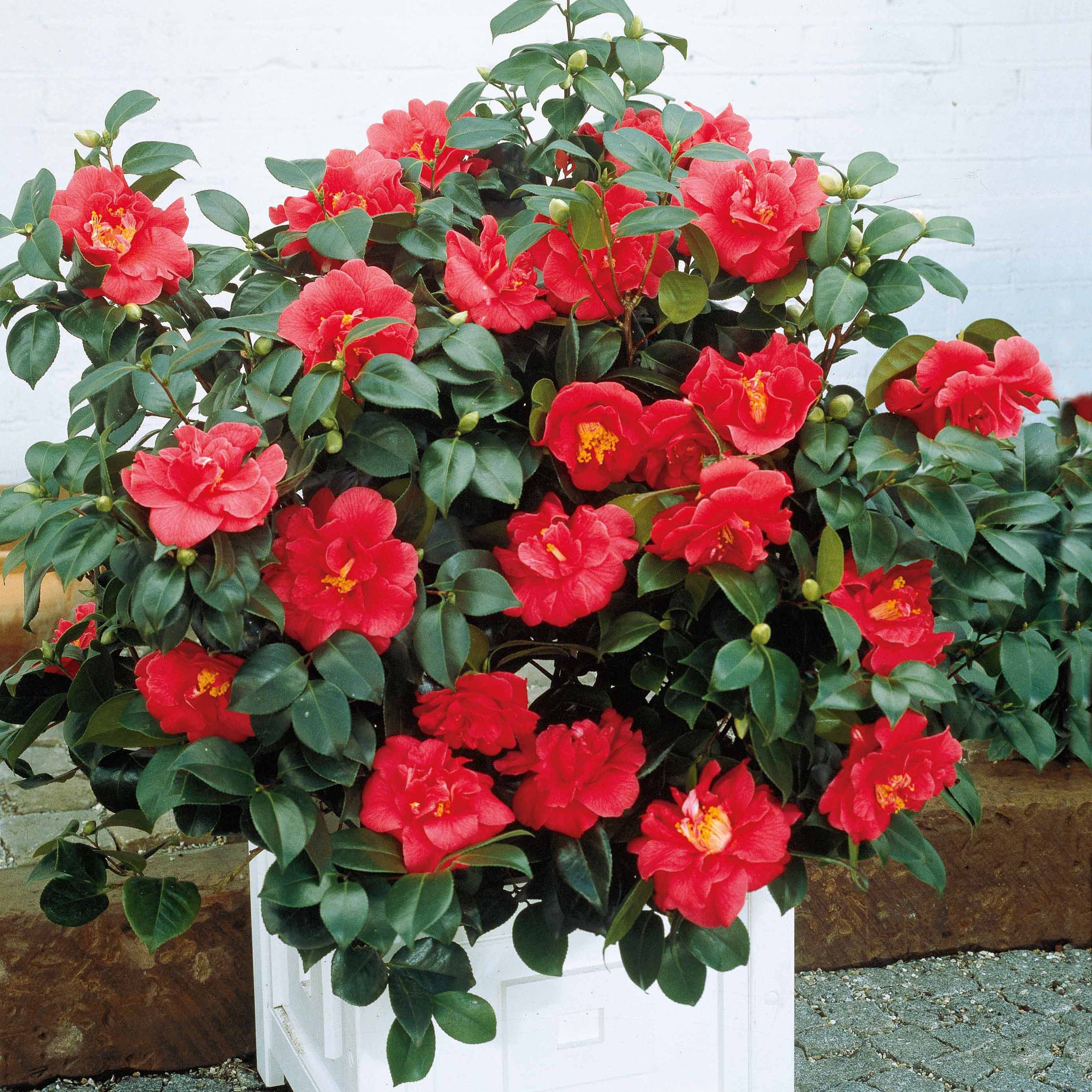 Bakker Camélia Japon rouge double arbuste pot 2L 25-30cm
