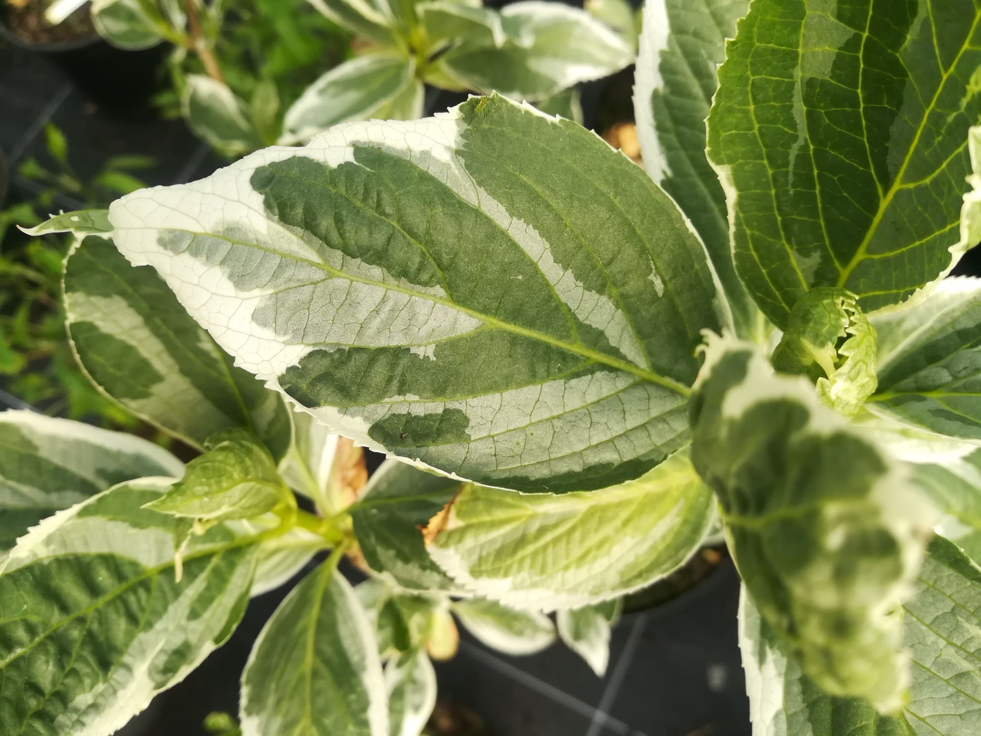 Les Hortensias du Haut Bois Variegata hortensia panaché godet