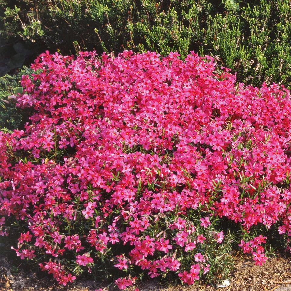 Bakker Plantes vivaces Phlox mousse Moerheimii plante 3 pots 9cm