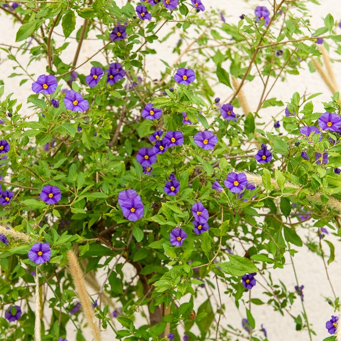 Bakker Arbre aux gentianes Lycianthes arbuste pot Ø9cm