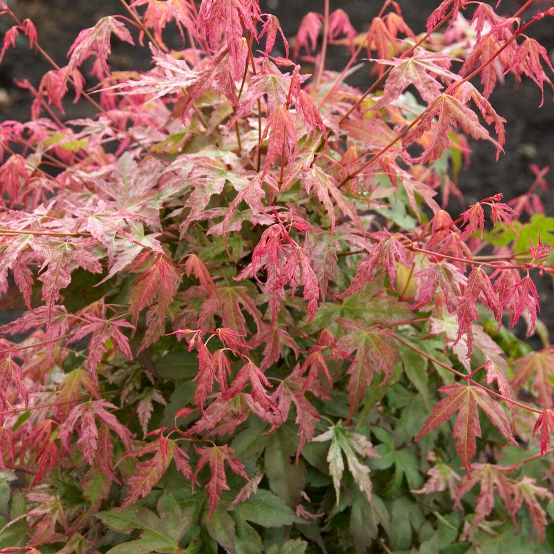 Bakker Érable du Japon Phoenix plante pot 3L 40-50cm