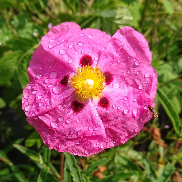 Passion Vivaces Cistus ciste arbustif 1L résistant sécheresse