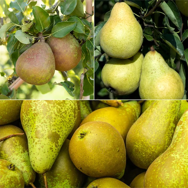 Bakker Fruitiers Collection 3 Poiriers racine nue 90-130cm